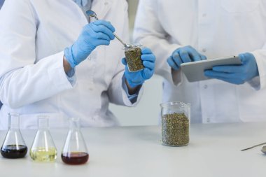 Laboratuvardaki deney sırasında deney kabında marihuana tohumlarıyla çalışan bilim adamları. CBD ve CBDA yağları ve cam tüpler masada. Esrardan alınan sağlık eczanesi