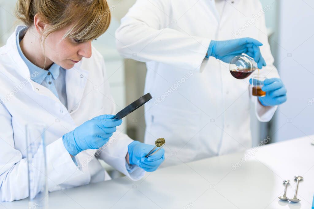 Scientists looking closely one marijuana bud in pharmaceutical laboratory. CBD and CBDa oils are in graduated cylinders and erlenmeyer flasks on table. Hemp seeds are in beakers.