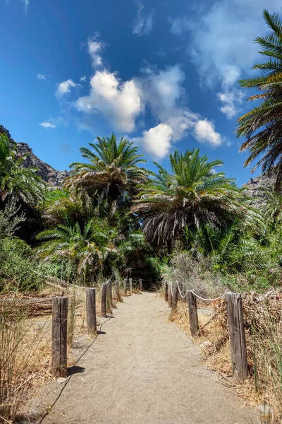 Entrance in to the palm forest at tropical coast in Preveli beach on Crete island.