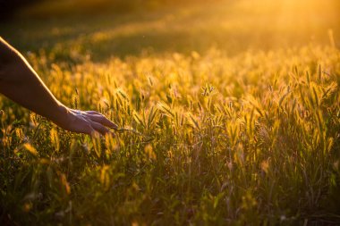 Güneş ışınları onu aydınlatırken el, alçak bir çimen tarlasından geçer..