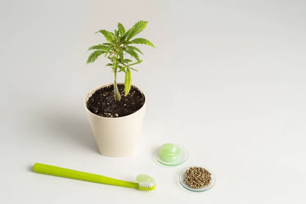 Escova Dentes Com Pasta Dentes Aplicada Planta Maconha Vaso Branco — Fotografia de Stock