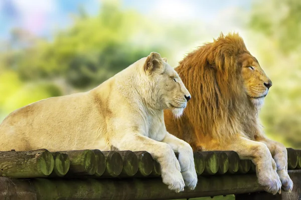 Lion and Lioness resting — Stock Photo, Image