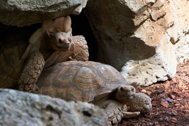 Güzel leopar kaplumbağaları mağaralarının yakın çekimlerinde üremeye devam ederken erkeğin kabuğu Valencia İspanya 'daki bir hayvanat bahçesinde mağaranın tavanıyla çarpışıyor.