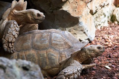 Valencia İspanya 'da bir hayvanat bahçesinde üreyen güzel leopar kaplumbağalarının yan görüntüsü.