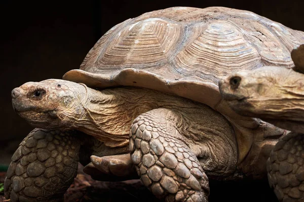 beautiful portrait of a pair of leopard tortoises in a zoo in valencia spain