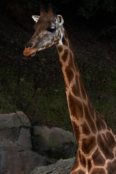 Belo Retrato Baringo Girafa Pescoço Para Cima Zoológico Valência Espanha — Fotografia de Stock
