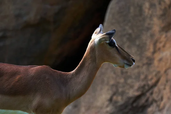 Beau Portrait Latéral Impala Sur Sol Avec Quelques Rochers Arrière — Photo