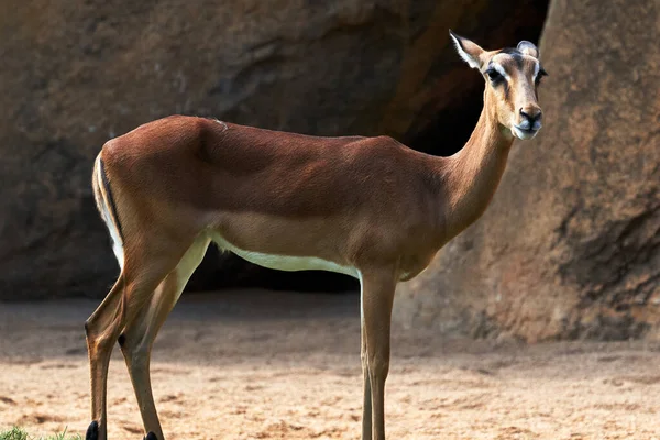 Beau Portrait Pleine Longueur Impala Sur Sol Avec Quelques Rochers — Photo