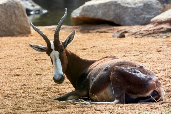 Beau Spécimen Blesbok Sur Sol Avec Quelques Rochers Petit Lac — Photo