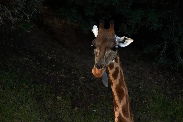 Beau Portrait Une Girafe Baringo Avec Langue Dans Zoo Valence — Photo