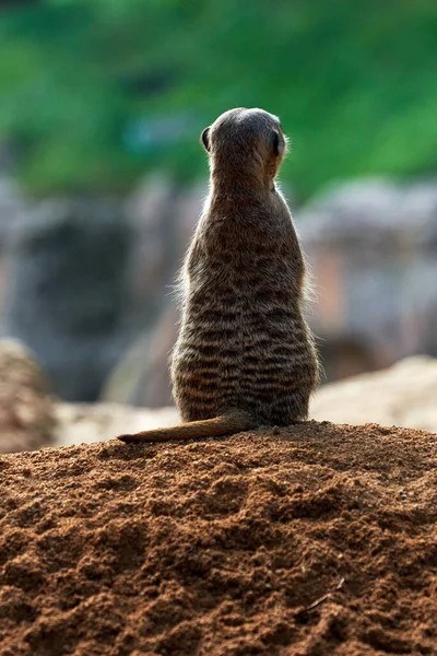 Belo Retrato Parte Trás Meerkat Chão Zoológico Valencia Espanha — Fotografia de Stock