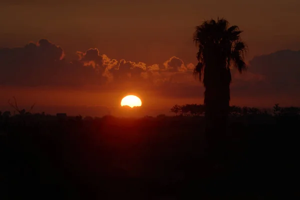 Пейзаж Восхода Солнца Деревьями Оранжевыми Облаками Валенсии Испания — стоковое фото