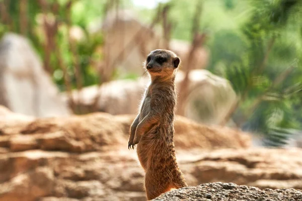 Beautiful portrait of a meerkat on two legs looking towards us on some stones in a zoo in valencia spain