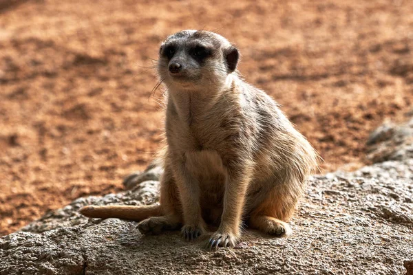 Hermoso Retrato Una Suricata Sentada Mientras Mira Lado Zoológico Valencia — Foto de Stock