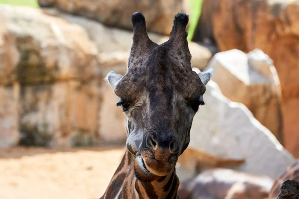 Beau Portrait Tête Une Girafe Mâchant Des Feuilles Dans Zoo — Photo