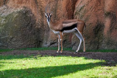 Bir Thomson ceylanının güzel portresi arka planda kayalarla çimlerin üzerinde duruyor Valencia, İspanya 'da bir hayvanat bahçesinde.