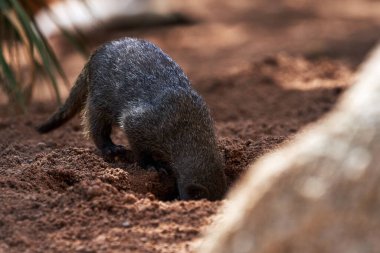 Güzel çizgili firavun faresi Valencia, İspanya 'da bir hayvanat bahçesinde kazı yapıyor.