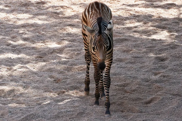 Beautiful Frontal Portrait Grant Zebra Stony Ground Zoo Valencia Spain — Stock Photo, Image