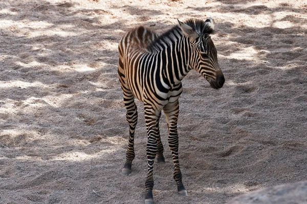 Valencia Spanya Bir Hayvanat Bahçesinde Taşlı Bir Zeminde Grant Zebrasının — Stok fotoğraf