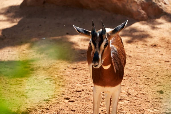 Beautiful Frontal Portrait Young Specimen Dama Gazelle Valencia Zoo Spain — Stock Photo, Image