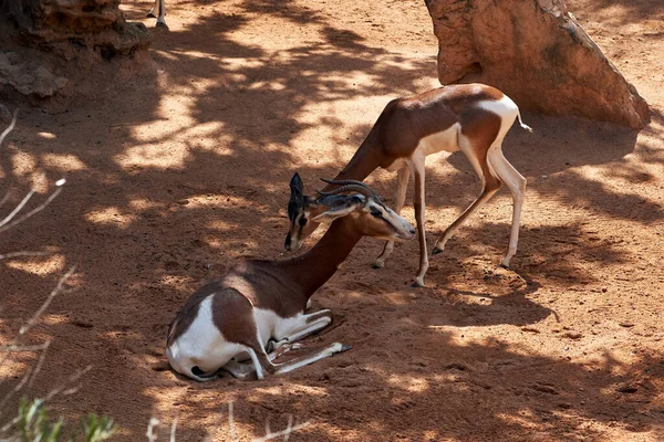 Beautiful Portrait Pair Dama Gazelles One Standing Other Lying Ground — Stock Photo, Image