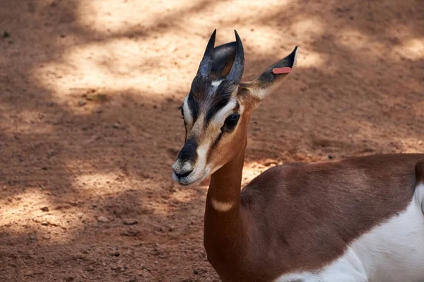 Beautiful Side Portrait Young Dama Gazelle Lying Ground Zoo Valencia — Stock Photo, Image