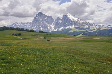 Sarı çiçekli yeşil çayır manzarası ve arka planda İtalyan Dolomitleri 'ndeki Alpe di Siusi dağı.