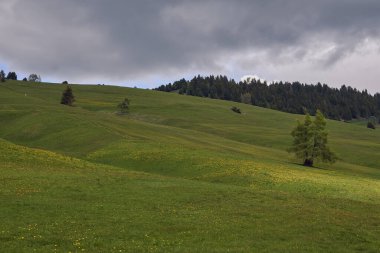 Arka planda bir orman ve Alpe di Siusi Dolomitler 'de bulutlu bir gökyüzü olan güzel yeşil çayır.