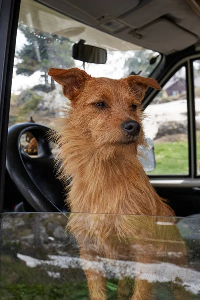 Nice Dog Looking Out Window Motorhome Car Looking Landscape Reflected — Stock Photo, Image