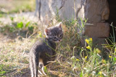 küçük şirin kedi yavrusu gri renk