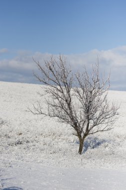  Yalnız ağaç karlı bozkırlarında