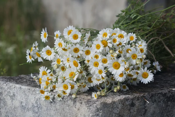Bouquet of field pharmacy chamomile — Stock Photo, Image