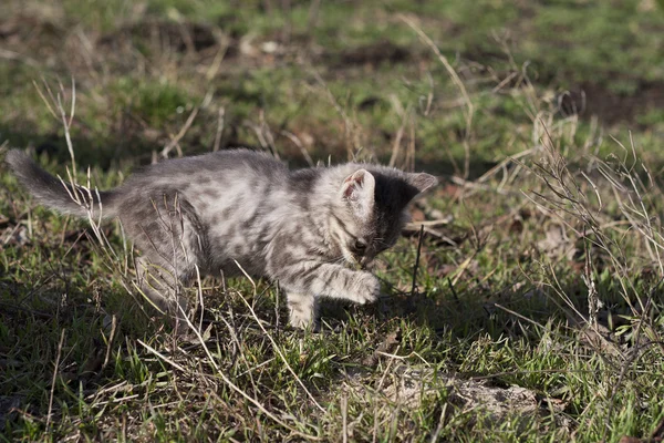 Mały szary kotek myje — Zdjęcie stockowe
