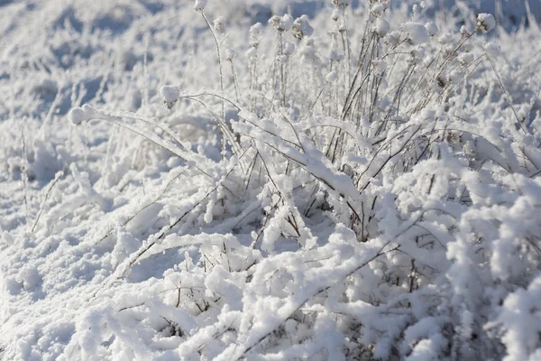 Inverno natura sfondo — Foto Stock