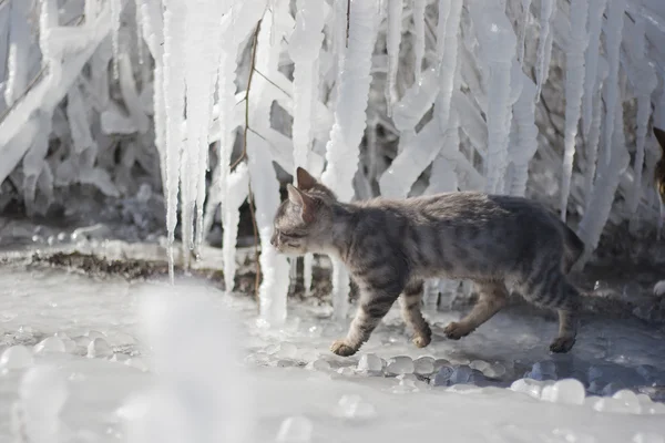 bir yürüyüşe Gri kedi yavrusu