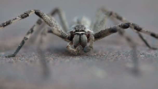 Common rain spider grooming itself on brick pavement — Stock Video