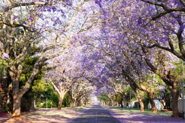 Jacaranda tree-lined street in South Africa's capital city clipart