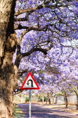 U-turn warning road sign between purple jacaranda trees clipart