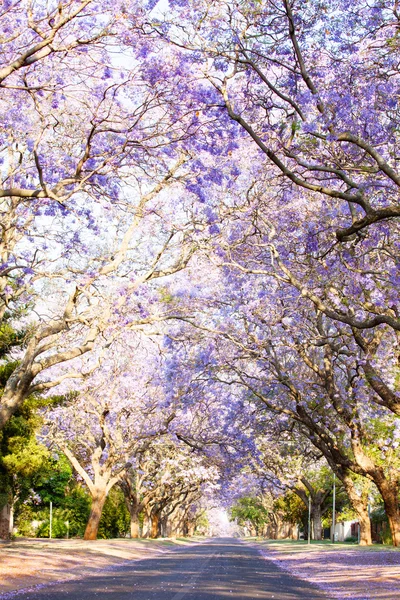 Jacaranda trees next to a tarred road in South Africa — Stock Photo, Image