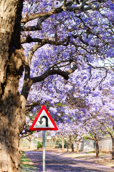 Sinal de estrada de aviso em U-turn entre árvores jacarandá roxas Fotografia De Stock