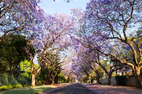 Frühmorgendliche Straßenszene von blühenden Jacaranda-Bäumen — Stockfoto