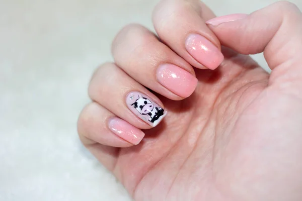 Diseño Manicura Con Dibujo Toro Símbolo Del Año Chino Calendario — Foto de Stock