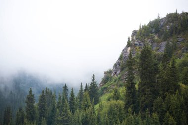 Dağlardaki sis köknar ağaçlarını gizliyor.