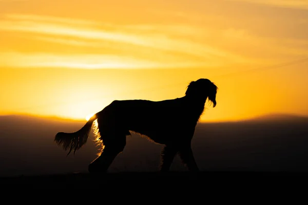 Hund Bei Sonnenuntergang Kasachischer Windhund Tazy — Stockfoto