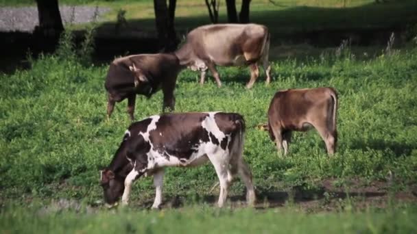 Krowy Pasą Się Łące Słoneczny Letni Dzień — Wideo stockowe