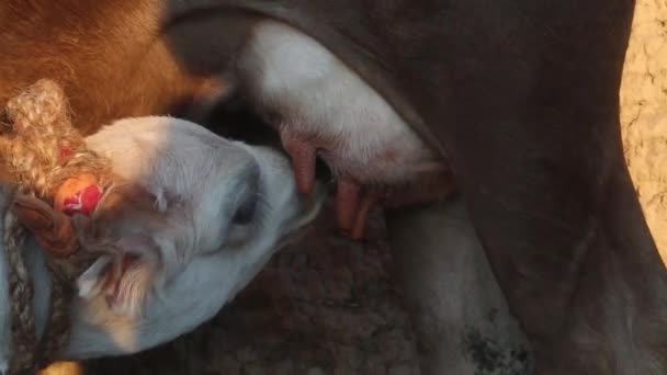 小牛吸吮奶牛的乳房 喝牛奶 — 图库视频影像