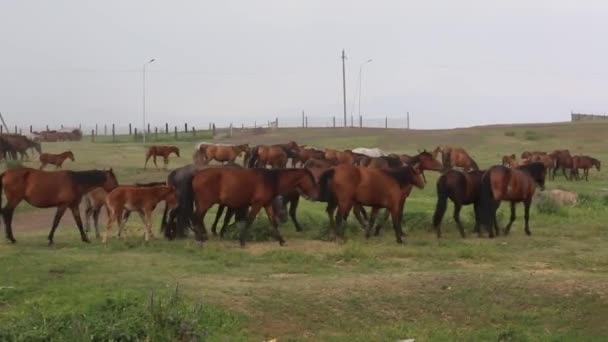 Konie Domowe Wypasają Się Deszczowe Dni — Wideo stockowe