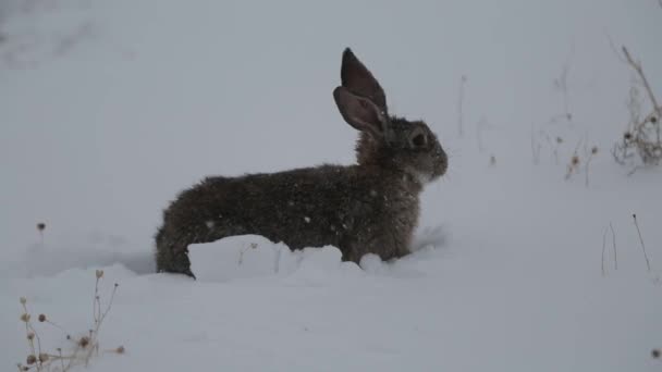 Rabbit Winter Looking Food White Snow — Stock Video