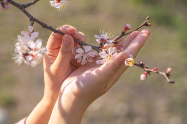 Baharda bahçede çiçek açan ağaç.