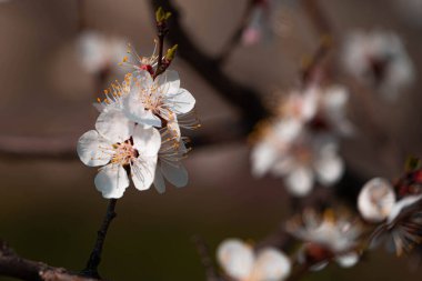 Baharda bahçede çiçek açan ağaç.